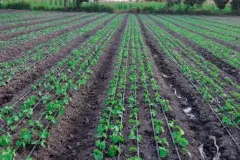 wmremove-transformed