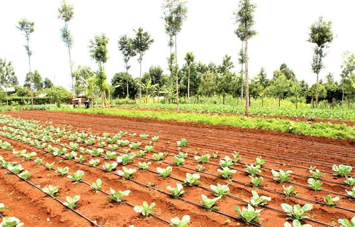 Drip irrigation is revolutionizing farming in Kenya, especially in Nairobi, where water scarcity and unpredictable weather patterns challenge agricultural productivity. At Namani Irrigation, we specialize in professional drip irrigation installation in Kenya, helping farmers maximize yields while conserving water.