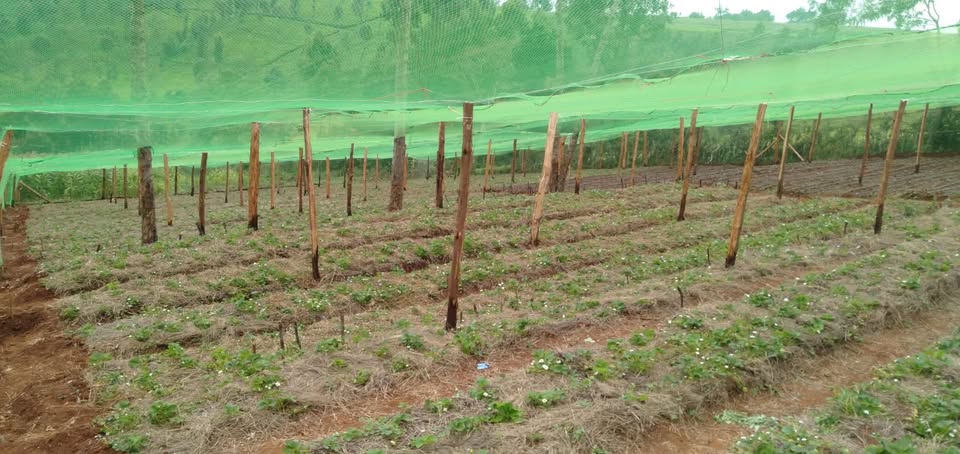 Selling and Installation of Agricultural Nets