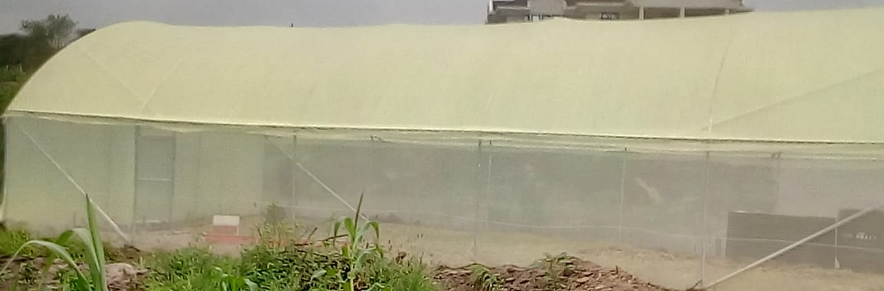 Greenhouse Prices in Kenya