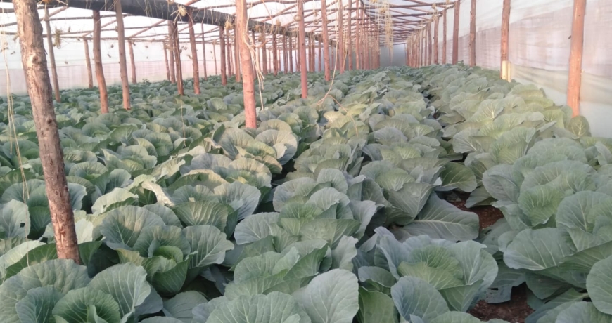 Capsicum Farming in a Greenhouse in Kenya
