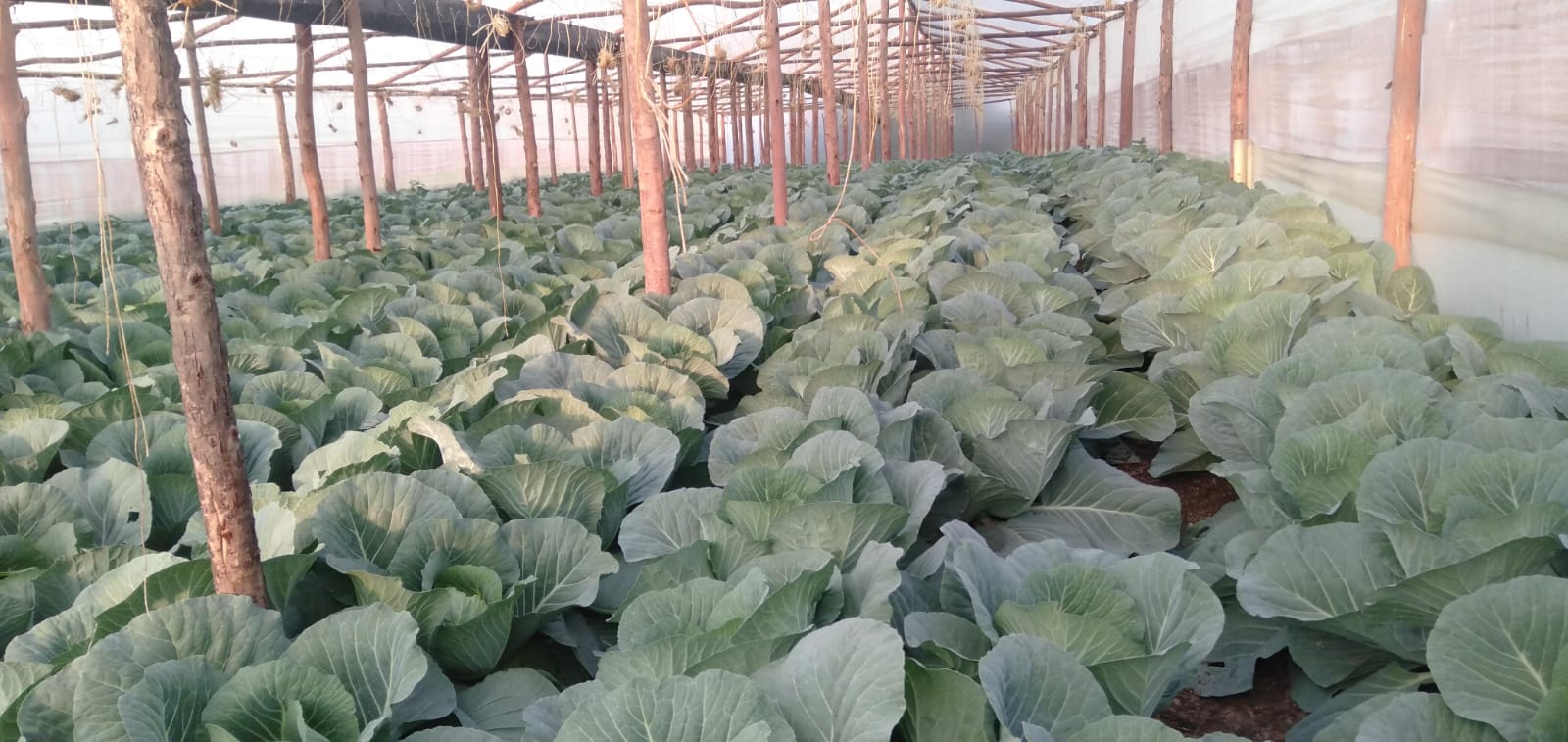 Capsicum Farming in a Greenhouse in Kenya