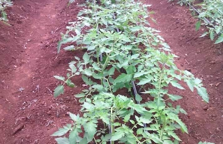 Tomato Farming in Kenya