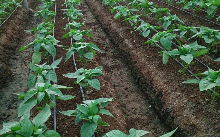How a Greenhouse Company in Kenya is Revolutionizing Farming