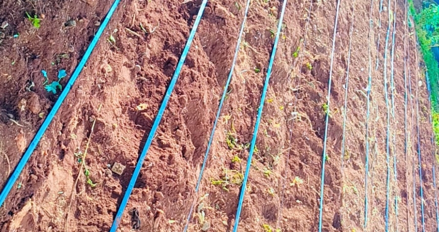 Dripline Prices in Kenya