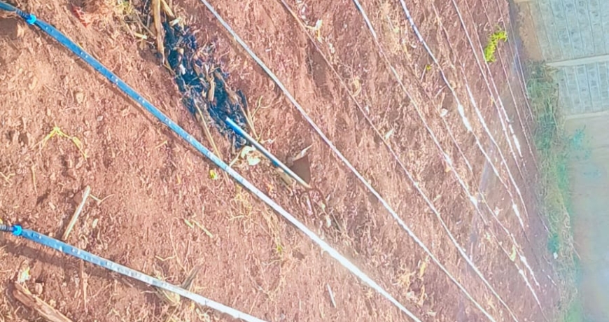 Drip Irrigation Kits in Kenya