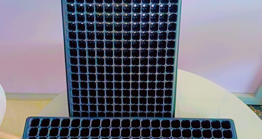 Planting Trays in Kenya