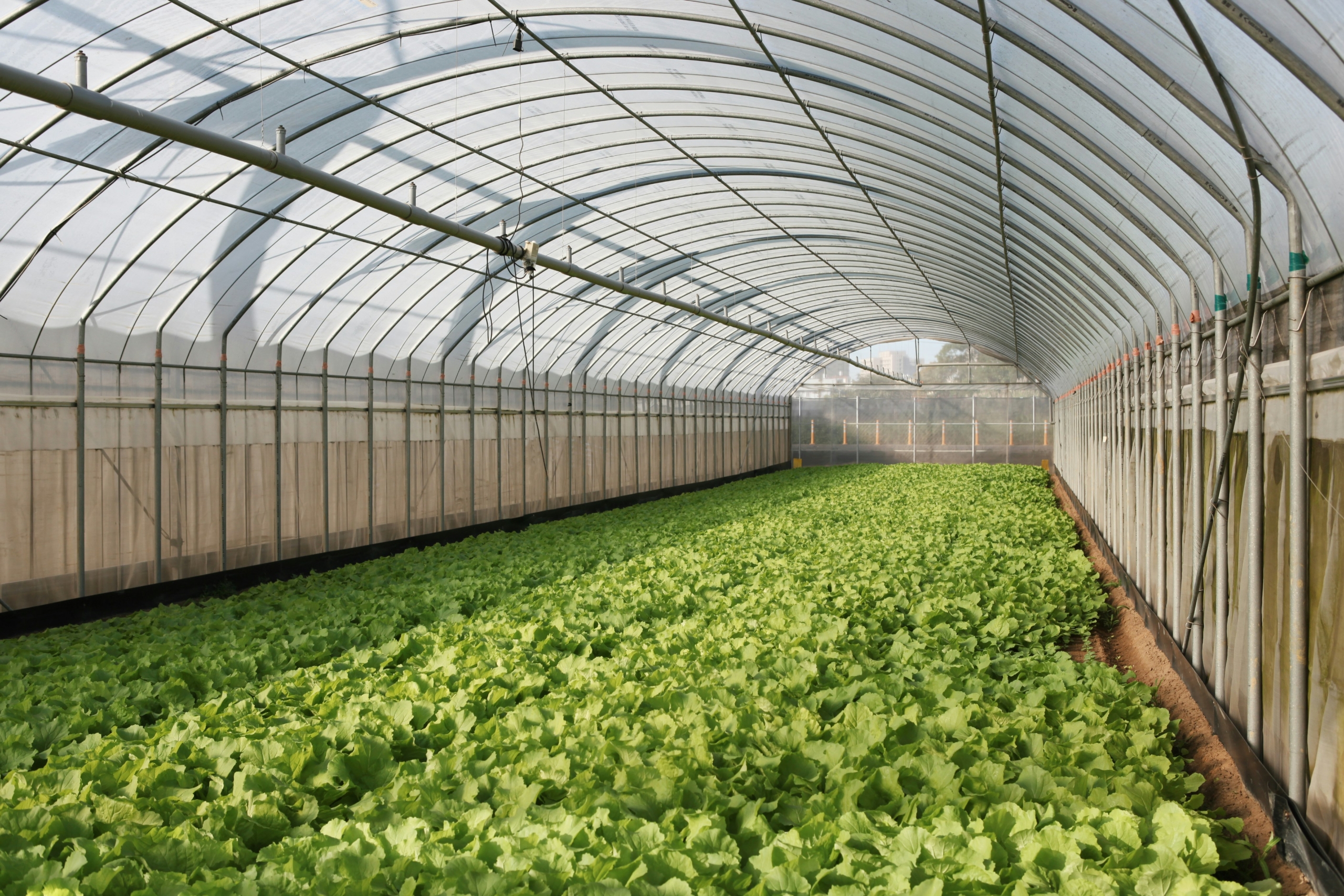 Greenhouse Prices in Kenya 2025