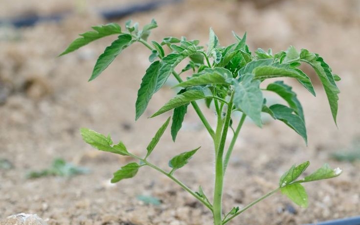 Drip Irrigation Prices in Kenya