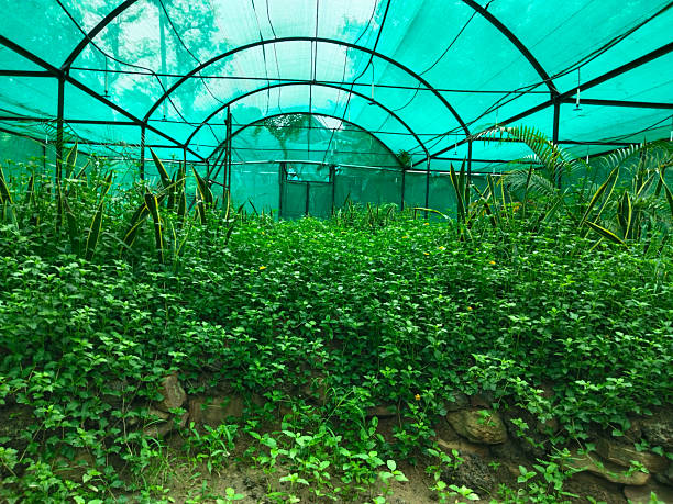 Greenhouse Farming in Kenya