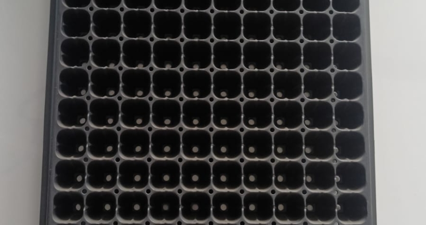 Planting Trays in Kenya