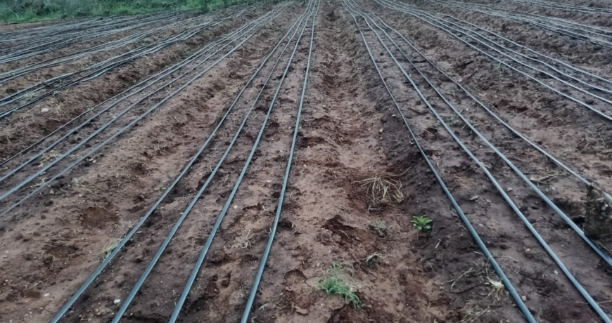 Affordable Drip Irrigation in Kenya