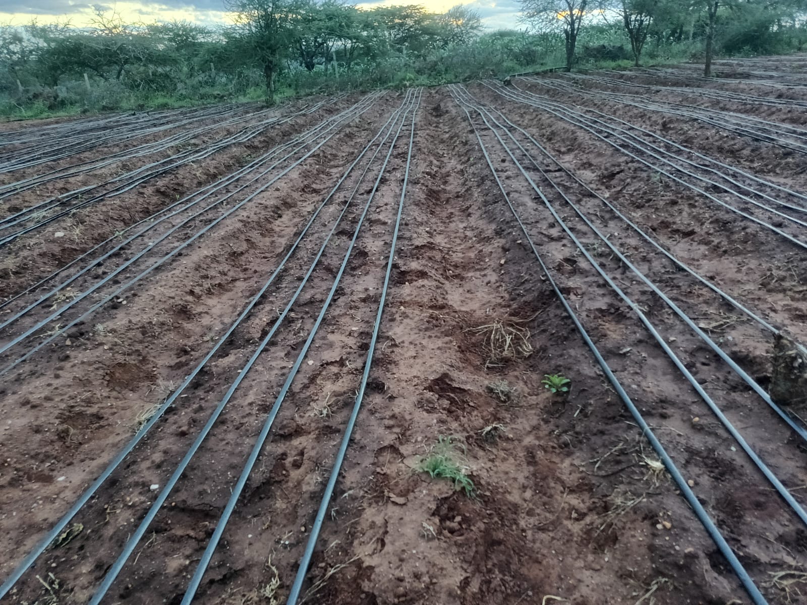 Affordable Drip Irrigation in Kenya