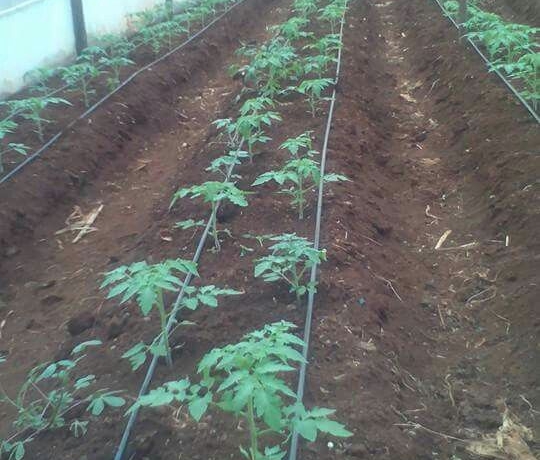 Affordable Greenhouses in Kenya