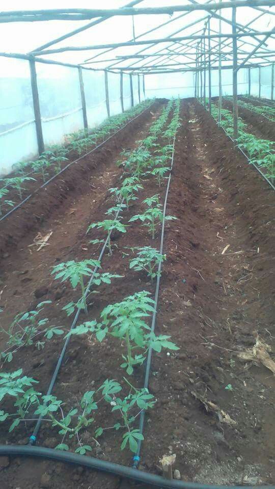 Affordable Greenhouses in Kenya