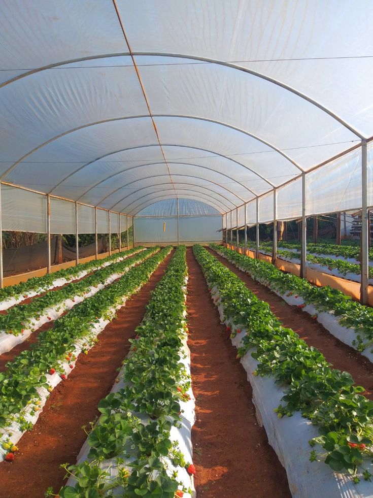 Greenhouse Prices in Kenya: A Complete Guide for 2026