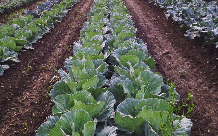 Drip Irrigation Kits in Kenya