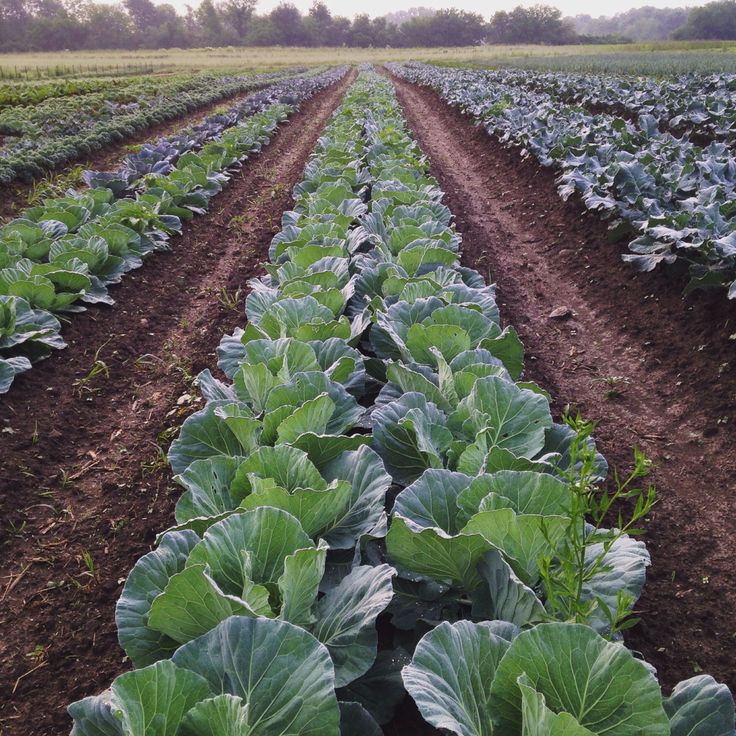 Drip Irrigation Kits in Kenya