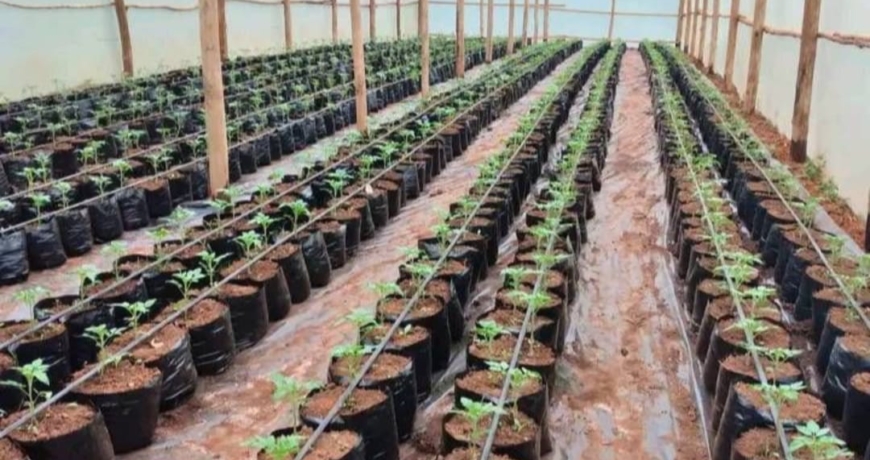 Wooden Greenhouse Price in Kenya: Your 2026 Guide to Affordable Farming