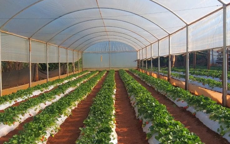 Greenhouse Prices in Kenya in 2026