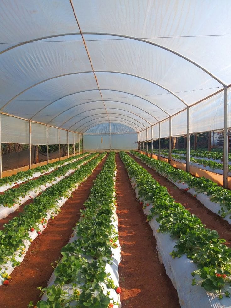 Greenhouse Prices in Kenya in 2026