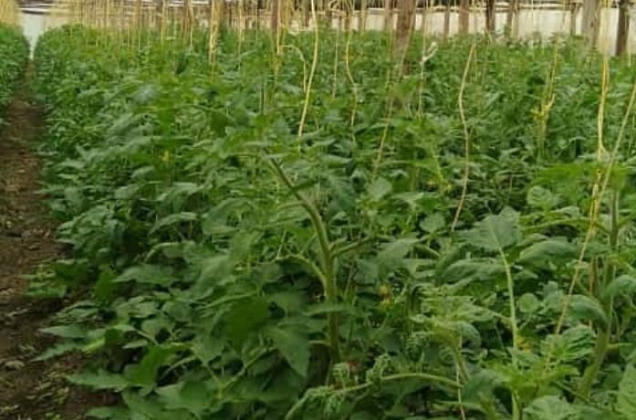Wooden Greenhouse Prices in Kenya