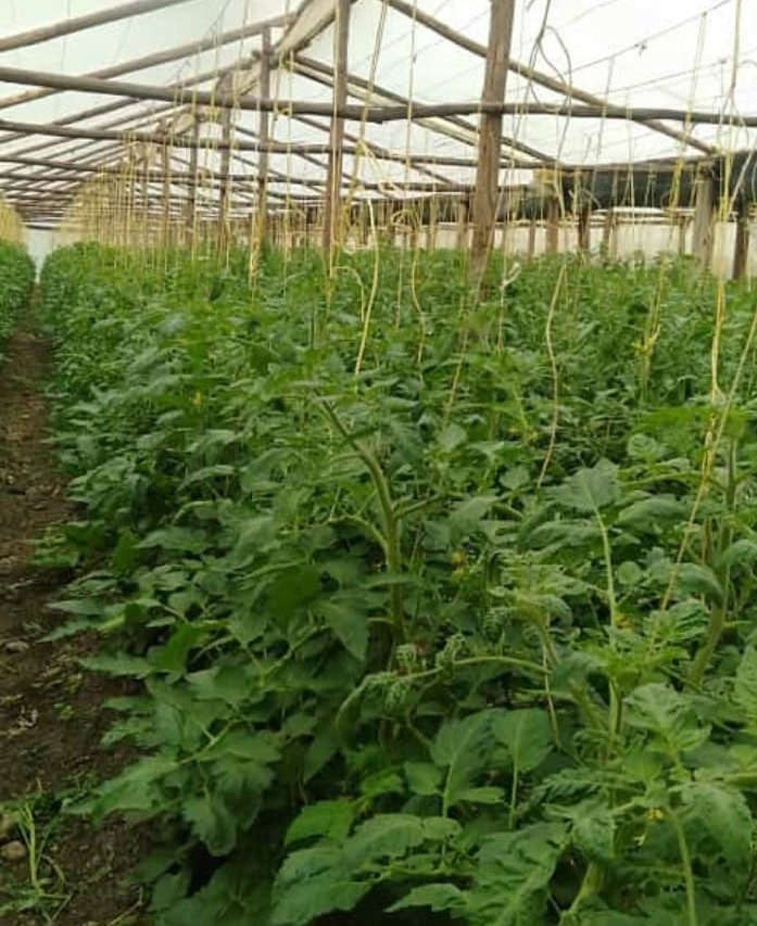 Wooden Greenhouse Prices in Kenya