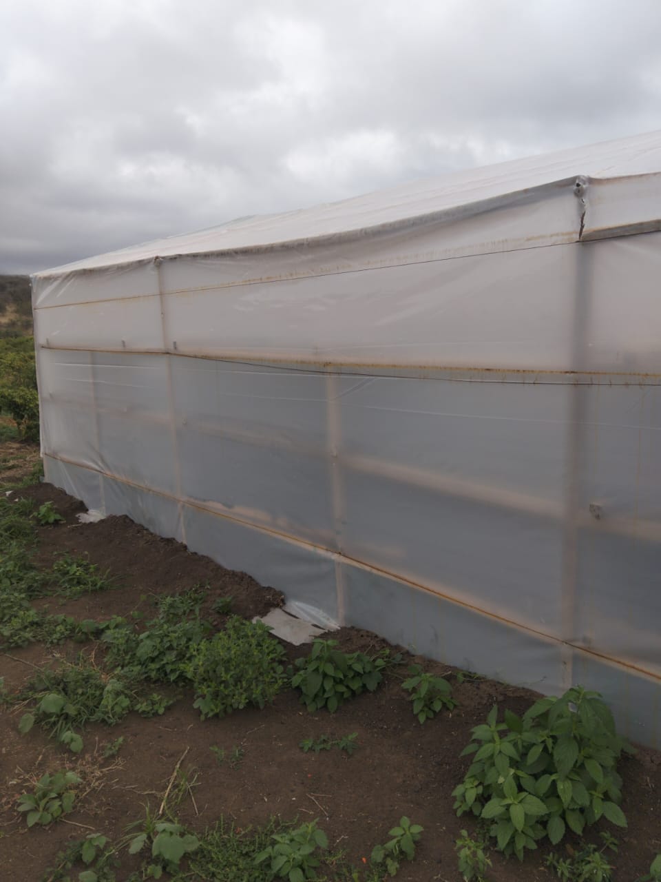 Solar Dryer Prices in Kenya
