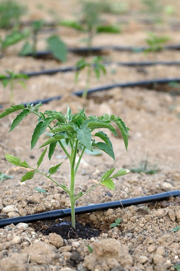 Irrigation System Prices in Kenya