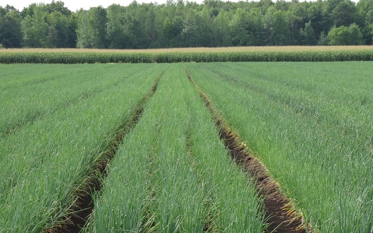 Drip Irrigation Price in Kenya