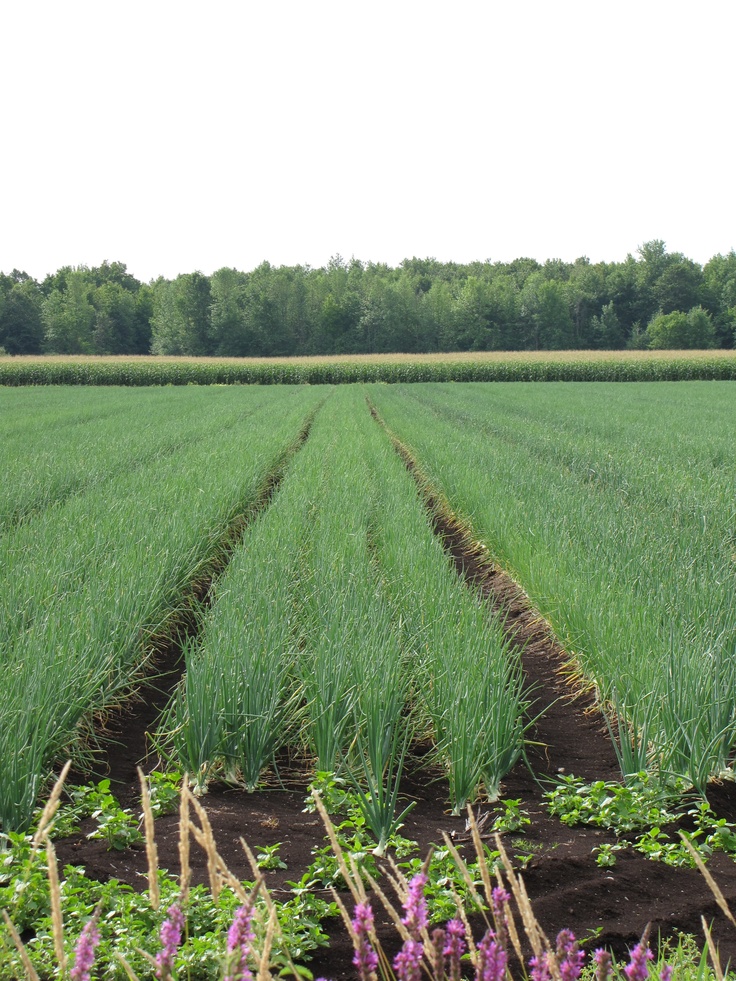 Drip Irrigation Price in Kenya
