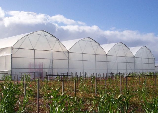Greenhouse Construction Prices in Kenya