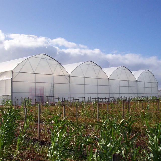 Greenhouse Construction Prices in Kenya